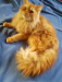 emergency sell post Persian cat